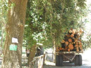 Un camion pieno di legna a Margherita